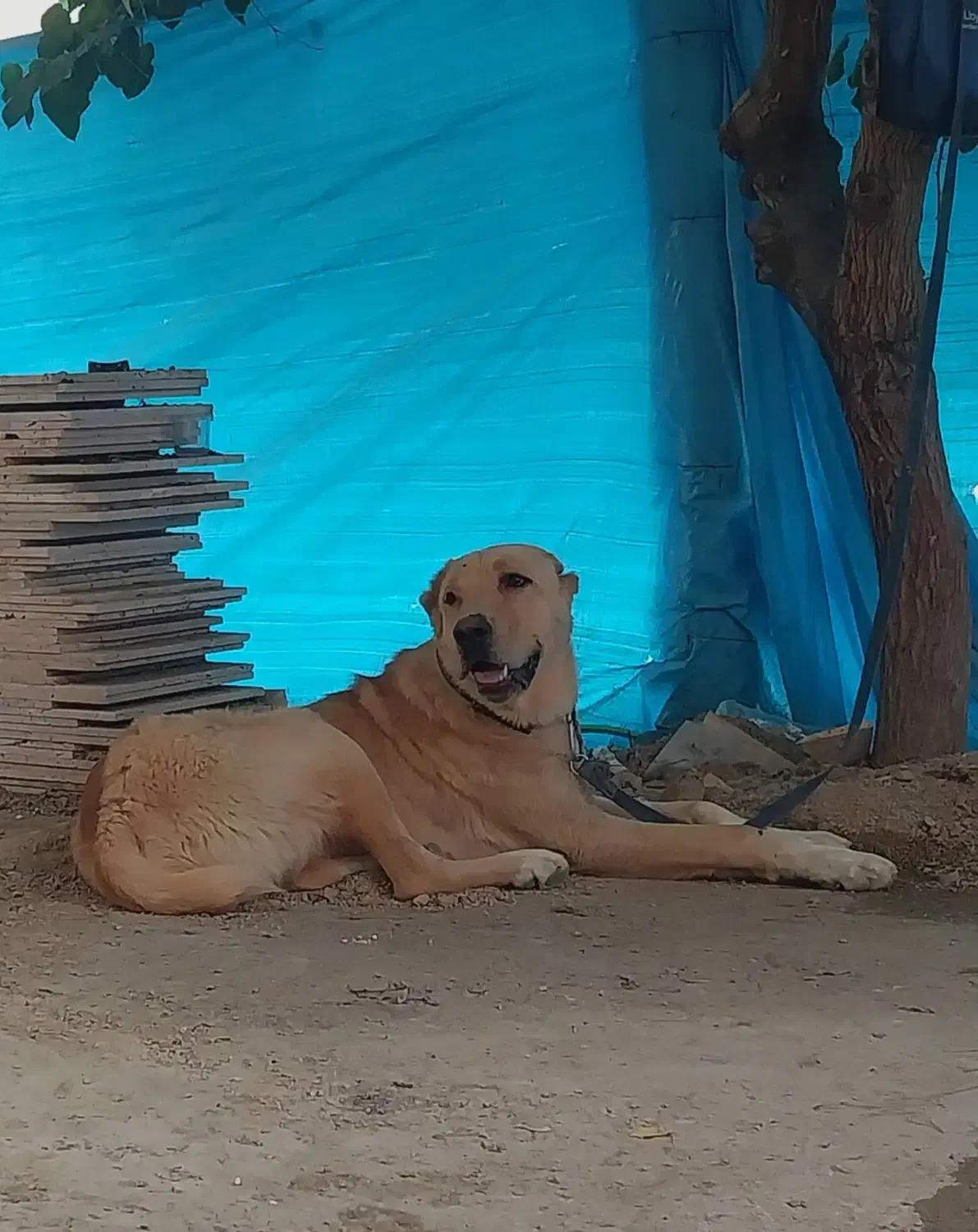 سگ گم شده|حیوانات|بجنورد, |دیوار