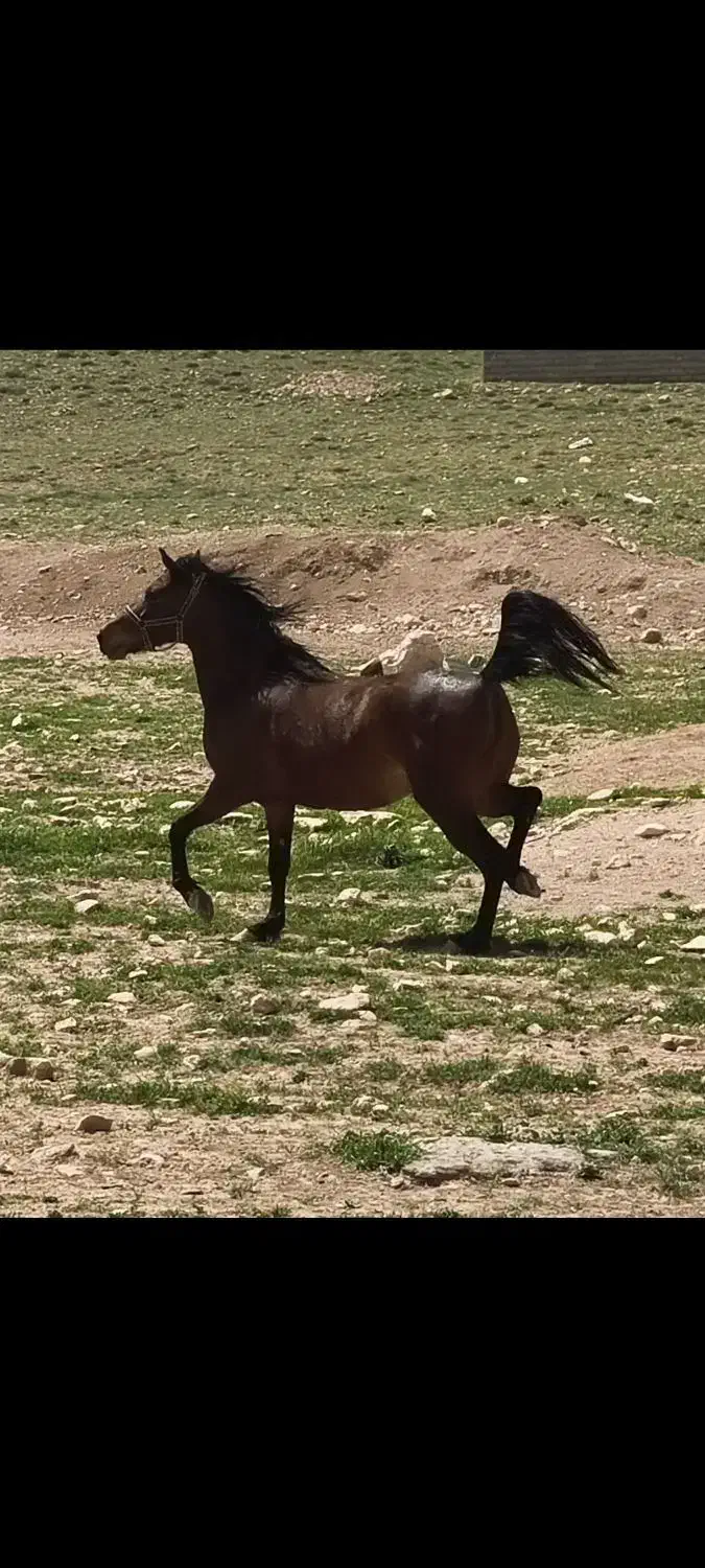 اسب کورد درجه یک|اسب و تجهیزات اسبسواری|بوکان, |دیوار