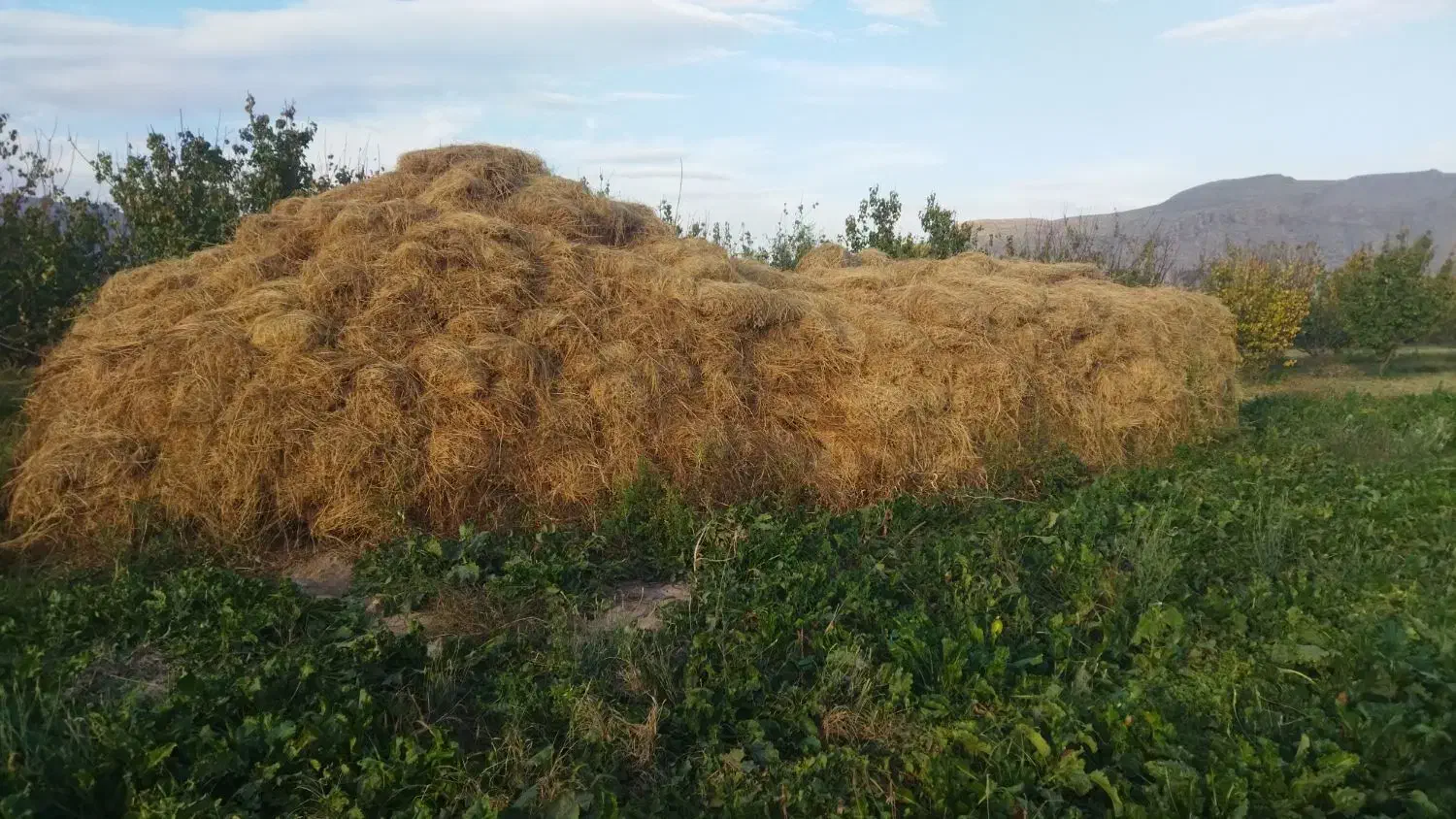 فروش یونجه خالص و بزرگ و مرغوب|حیوانات مزرعه|خوی, |دیوار