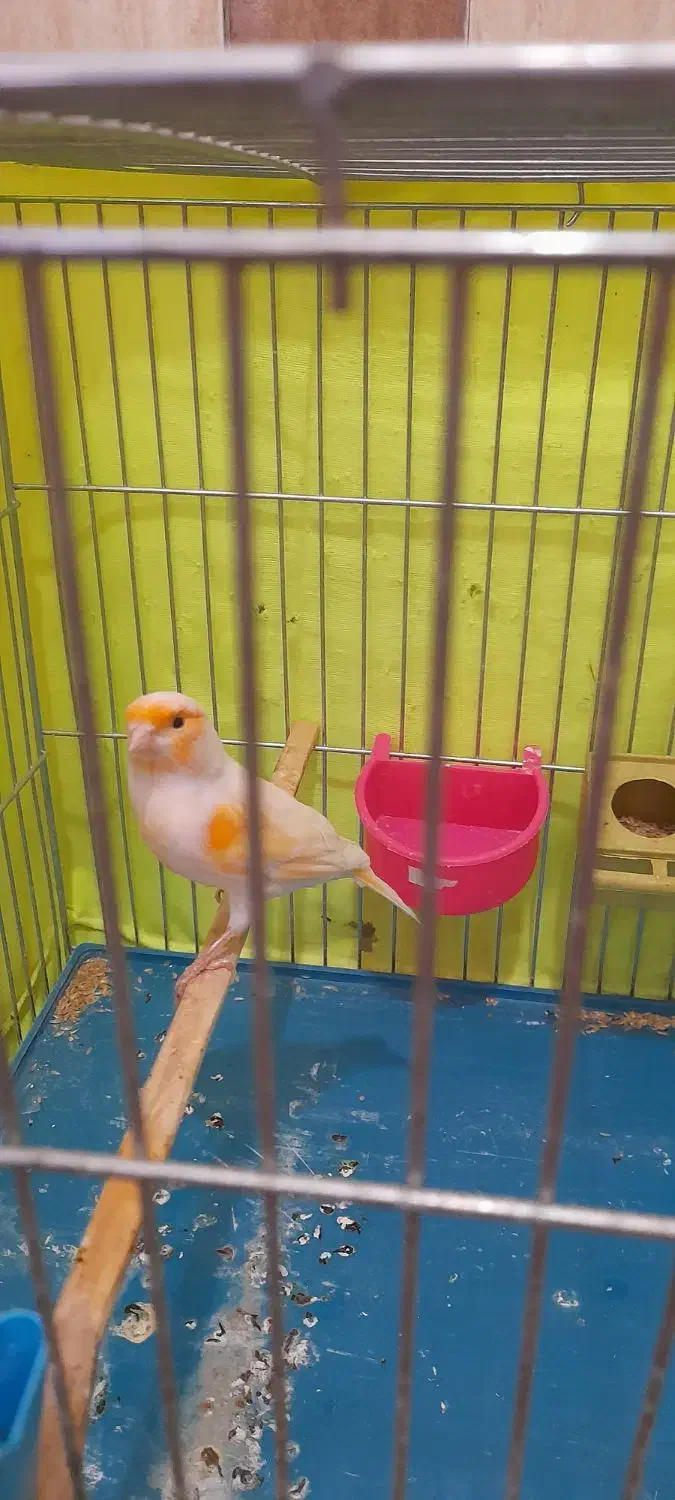 ماده قناری موزاییکی آماده آماده|پرنده|رامهرمز, |دیوار