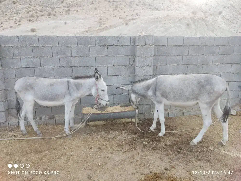 خر الاغ|حیوانات مزرعه|برازجان, |دیوار