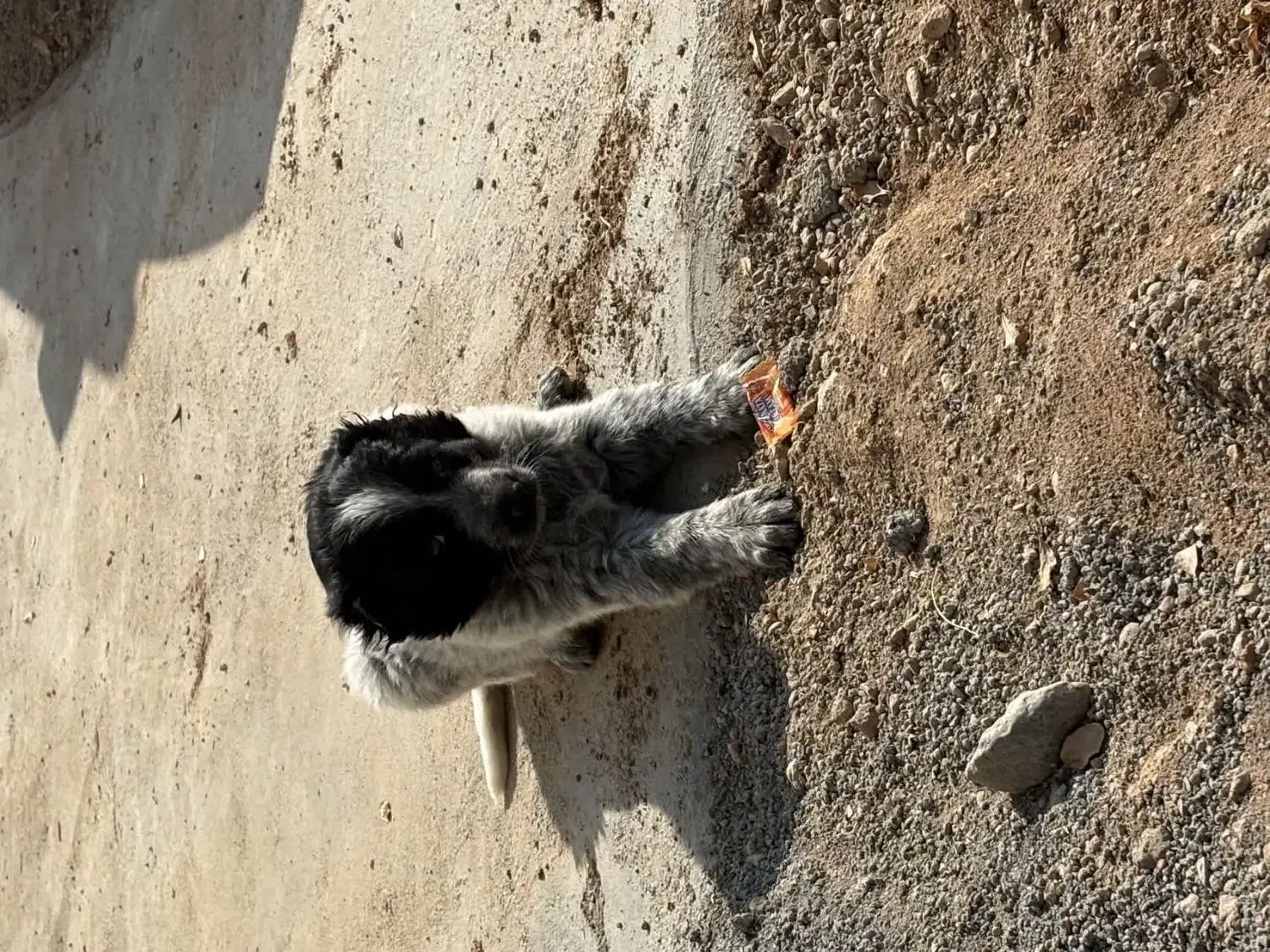 توله قدرجونی|سگ|مبارکه, |دیوار