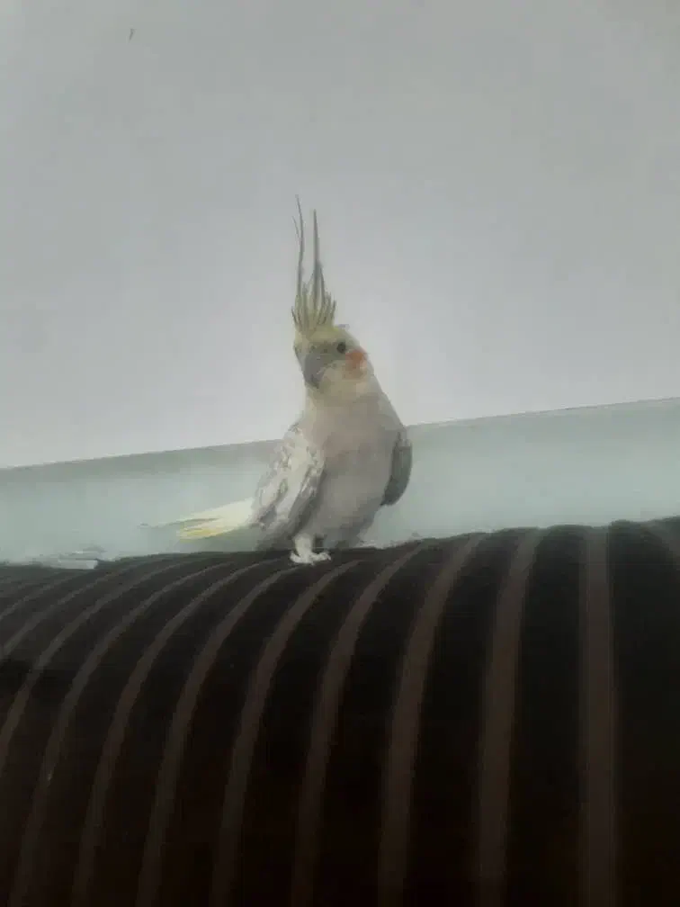 عروس هلندی|پرنده|جیرفت, |دیوار