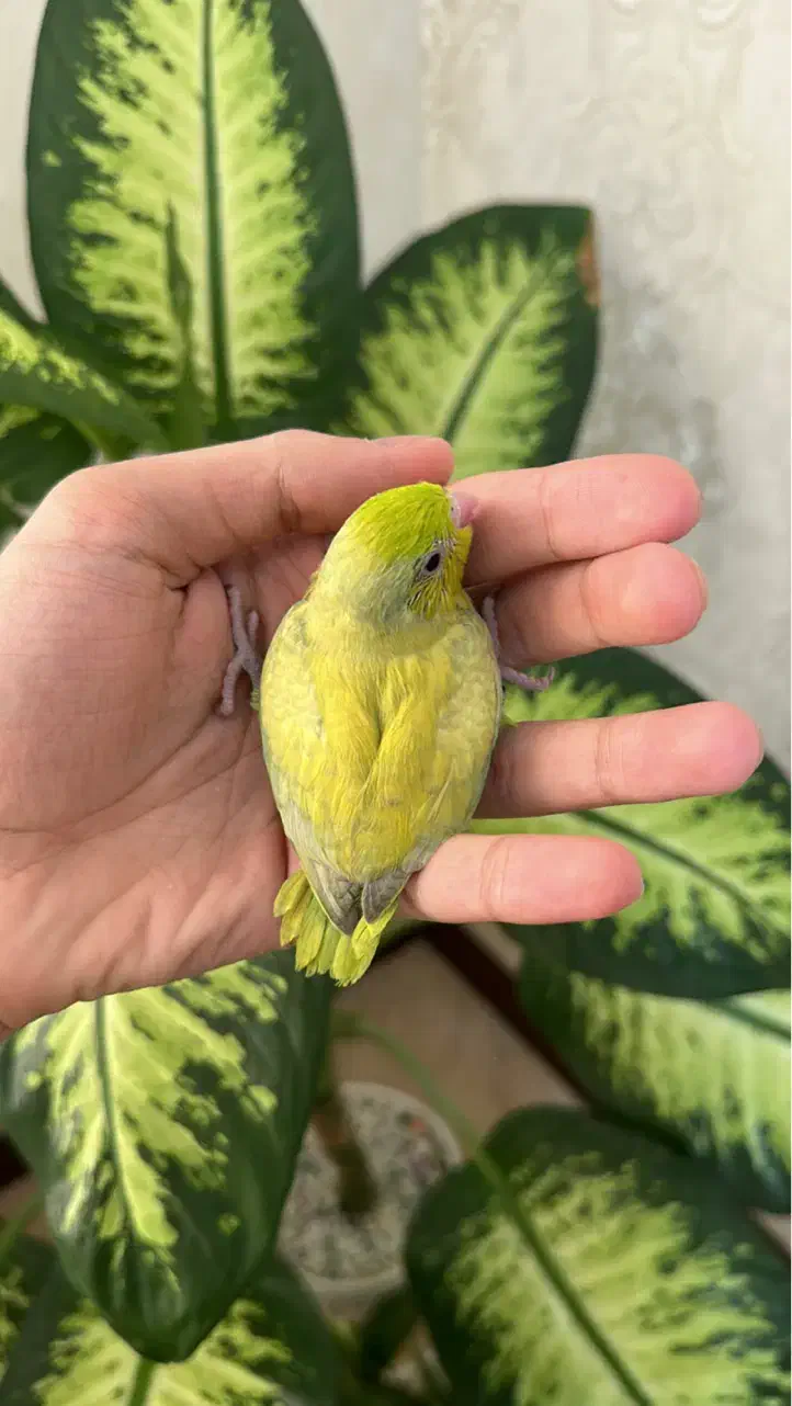 جوجه طوطی سرلاکی پروتلت|پرنده|تهران, سازمان برنامه جنوبی|دیوار