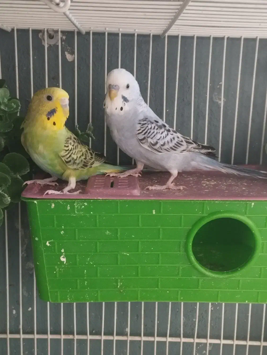 چهار جفت مرغ عشق مولد با تخم|پرنده|مشهد, تربیت (صدف)|دیوار