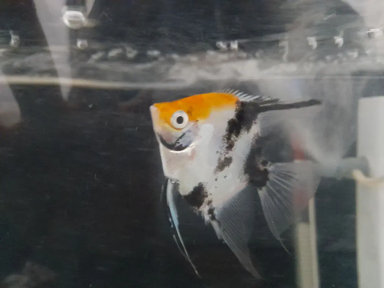 اکواریوم|ماهی|رامهرمز, |دیوار