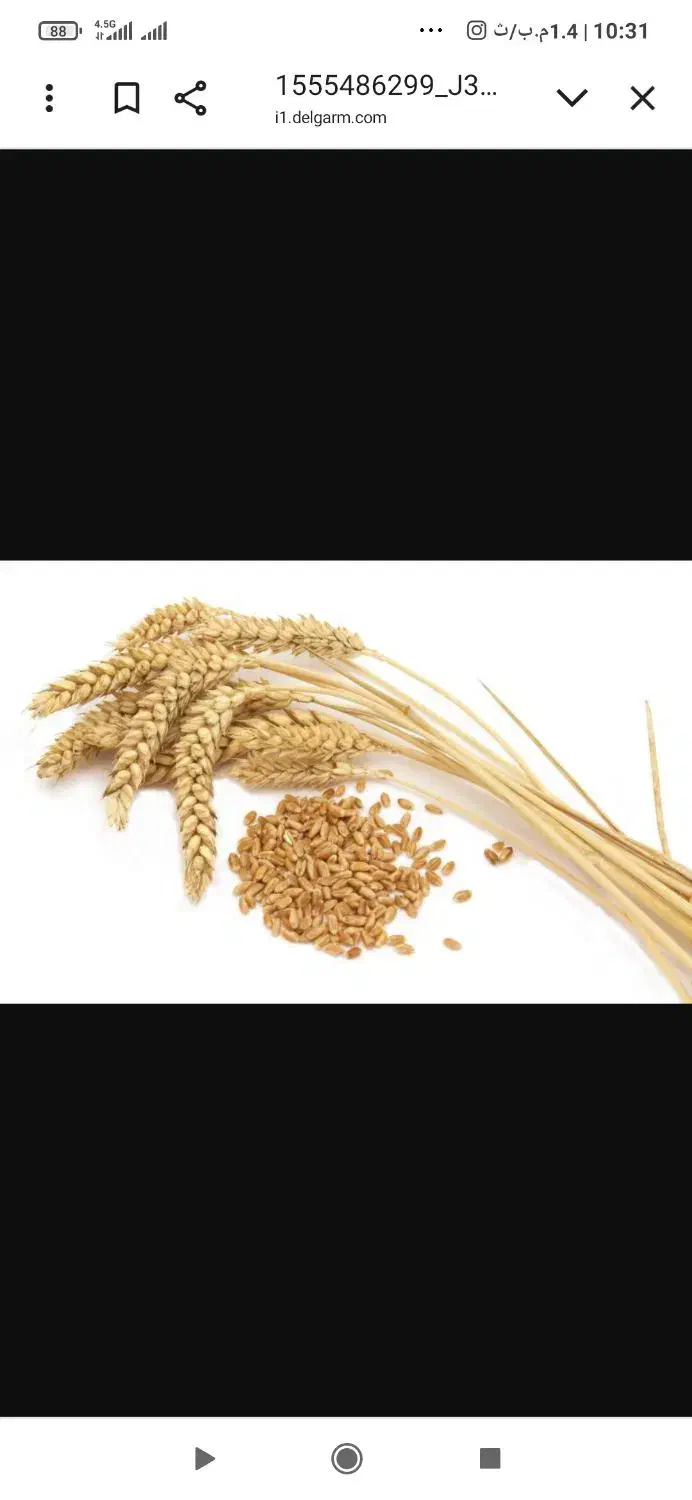 گندم پراو و اتیلا سم و بوجاری شده جوانرود|خوردنی و آشامیدنی|جوانرود, |دیوار