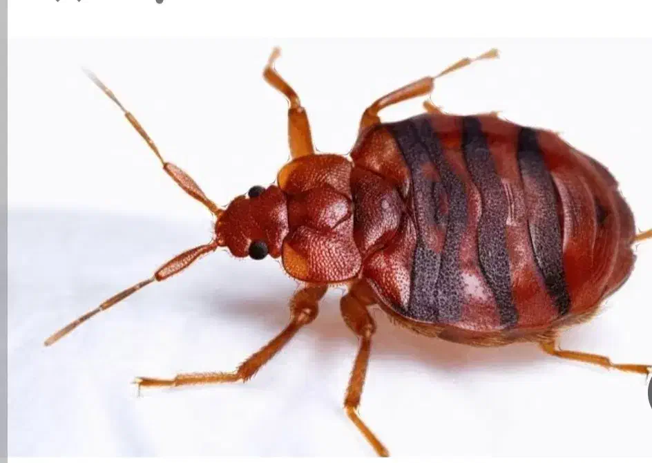 سمپاشی ساس باضمانت کتبی سم پاشی سوسک موش|خدمات نظافت|قم, پردیسان|دیوار