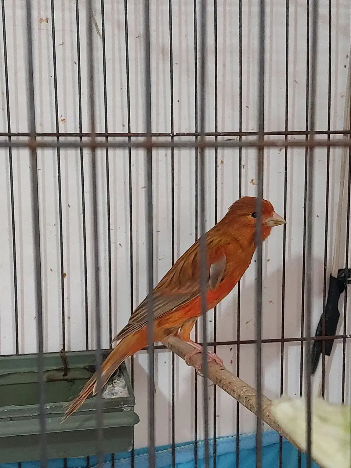 انواع قناری نر بخون ،سرخ  ،پرتقالی   سوخته|پرنده|سمنان, |دیوار