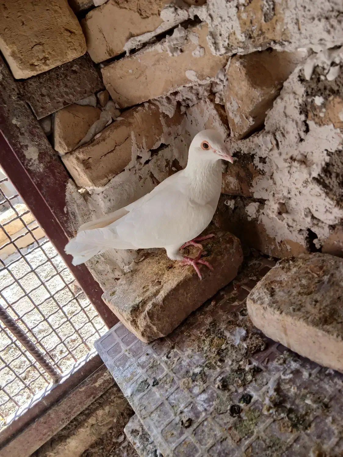 پلاکی|پرنده|حمیدیا, |دیوار