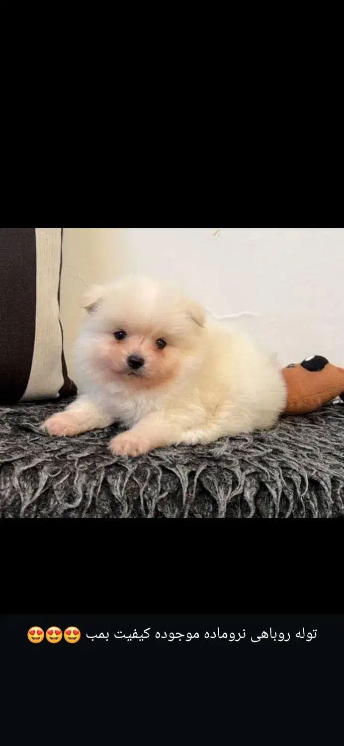 واگذاری توله خرسی|سگ|شیراز, دکتر حسابی|دیوار