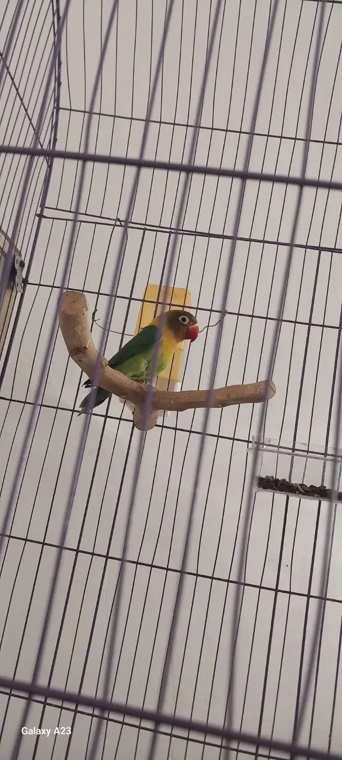 طوطی برزیلی|پرنده|ری, صالح آباد جنوبی (باغ رضوان)|دیوار