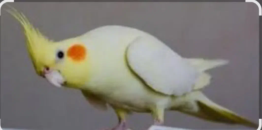 عروس هلندی ماده یک سال ونیم|پرنده|وحیدیه, |دیوار