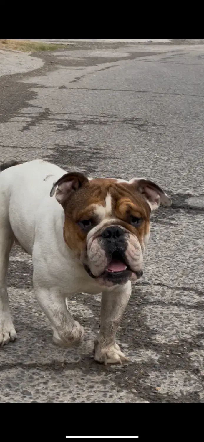 اینگیلیش بوداگ|سگ|قائمشهر, |دیوار