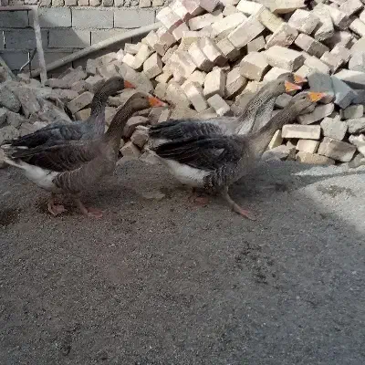 غاز|حیوانات مزرعه|زابل, |دیوار