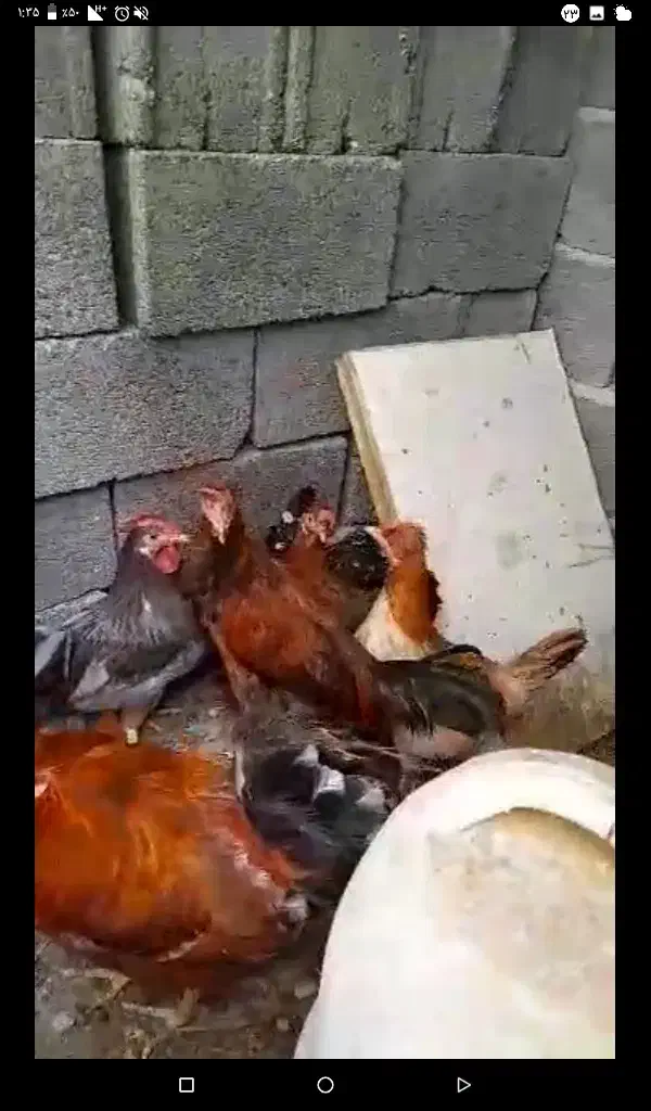 مرغ و خروس محلی|حیوانات مزرعه|بندر دیر, |دیوار