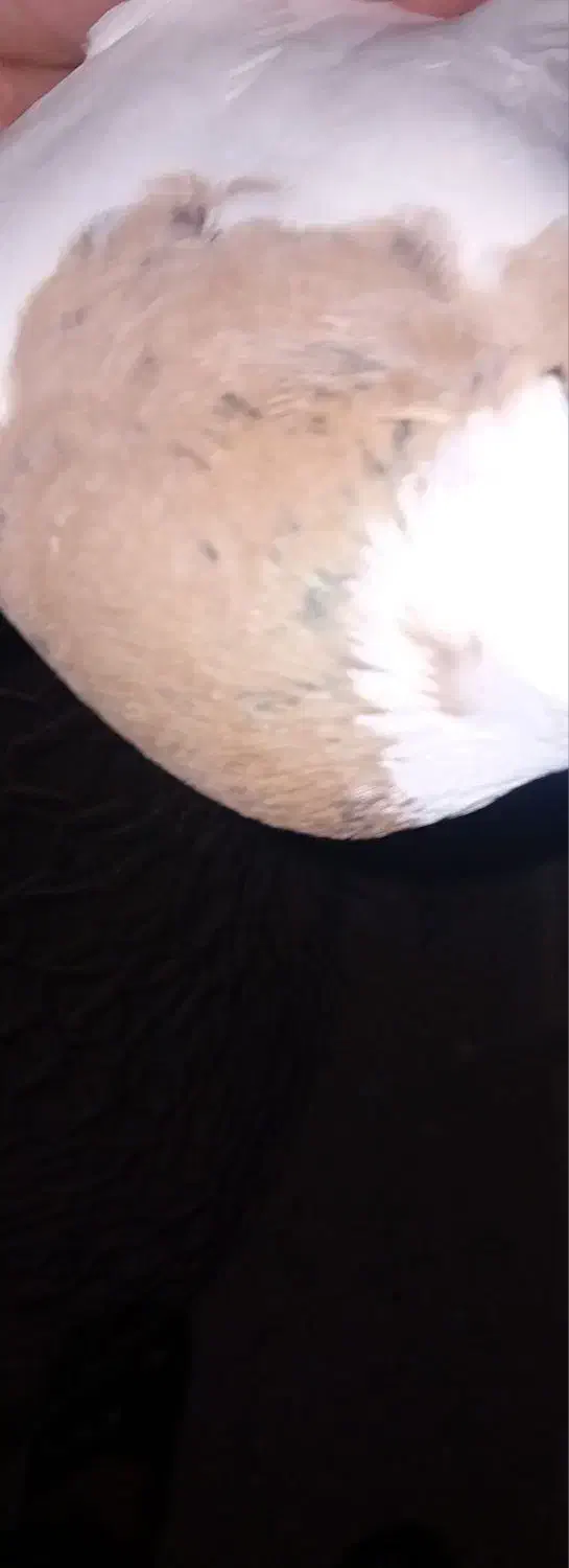 فروش طوقینرزردخالسیاه|پرنده|رامهرمز, |دیوار