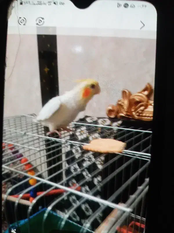 عروس پاریس دارم گم شده|حیوانات|اهواز, کوی مندلی(سه راه خرمشهر)|دیوار