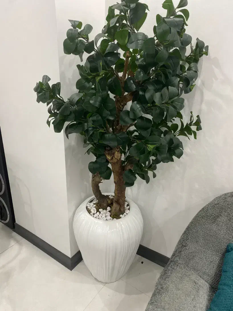 درختچه به همراه گلدان|صنایع دستی و سایر لوازم تزئینی|نور, |دیوار