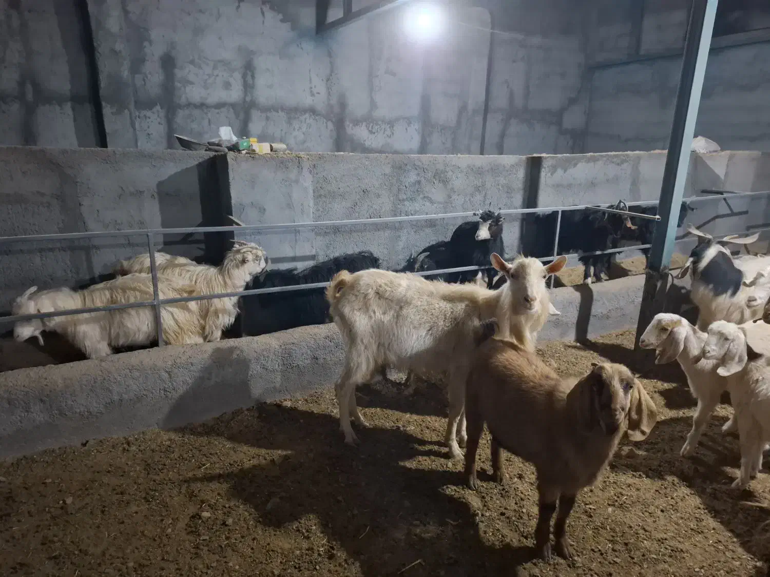 ۱۹ راس بز و بزغاله پاکستانی و ۲رگ افغانی سانن|حیوانات مزرعه|نائین, |دیوار