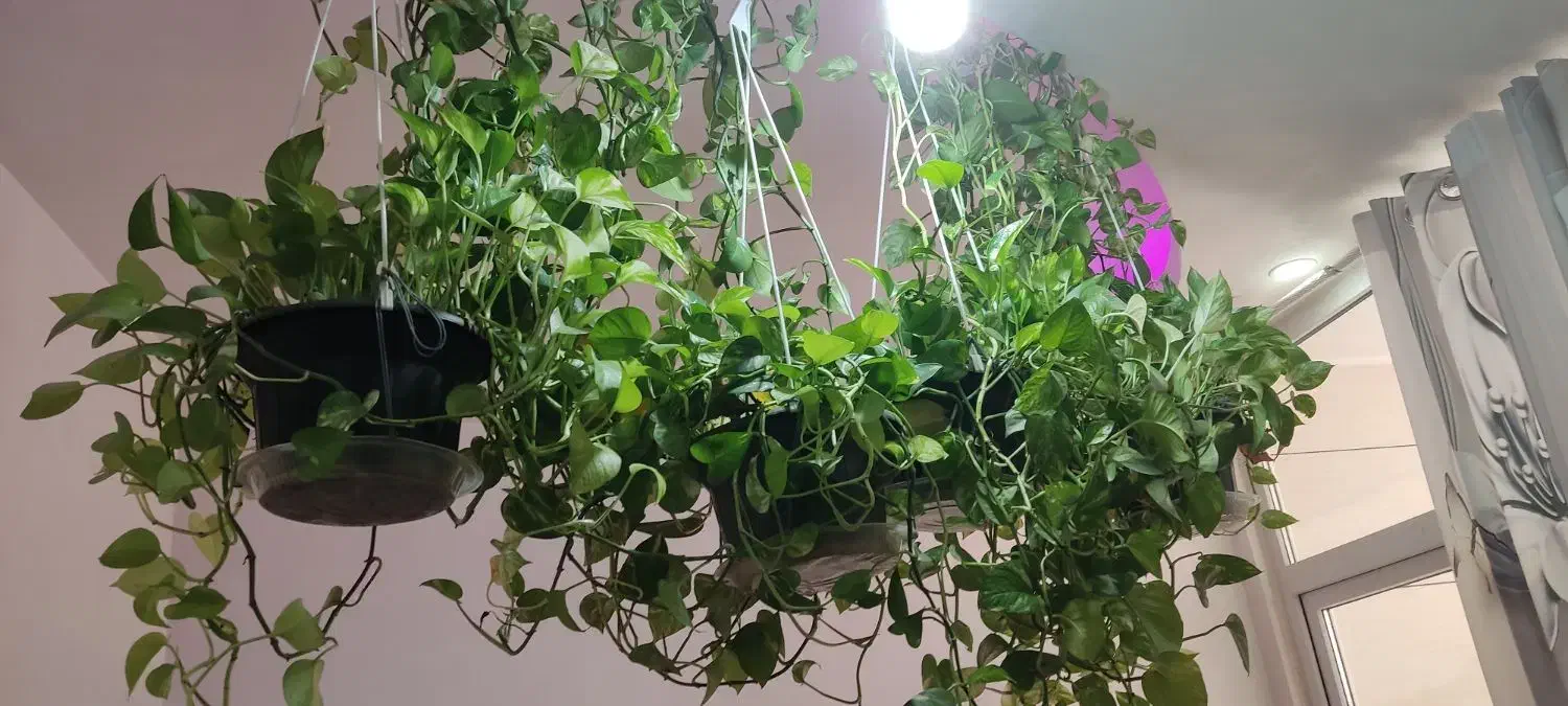 گل طبیعی|گل و گیاه طبیعی|اسلام‌شهر, شهرک سعیدیه|دیوار