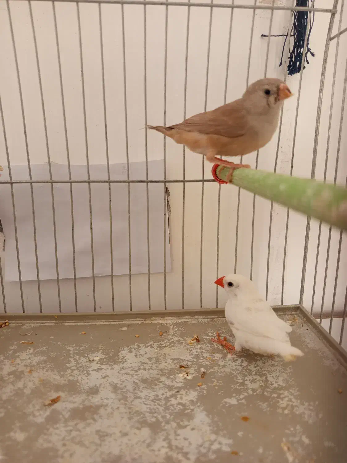 فنچ خانگی|پرنده|بیرجند, |دیوار