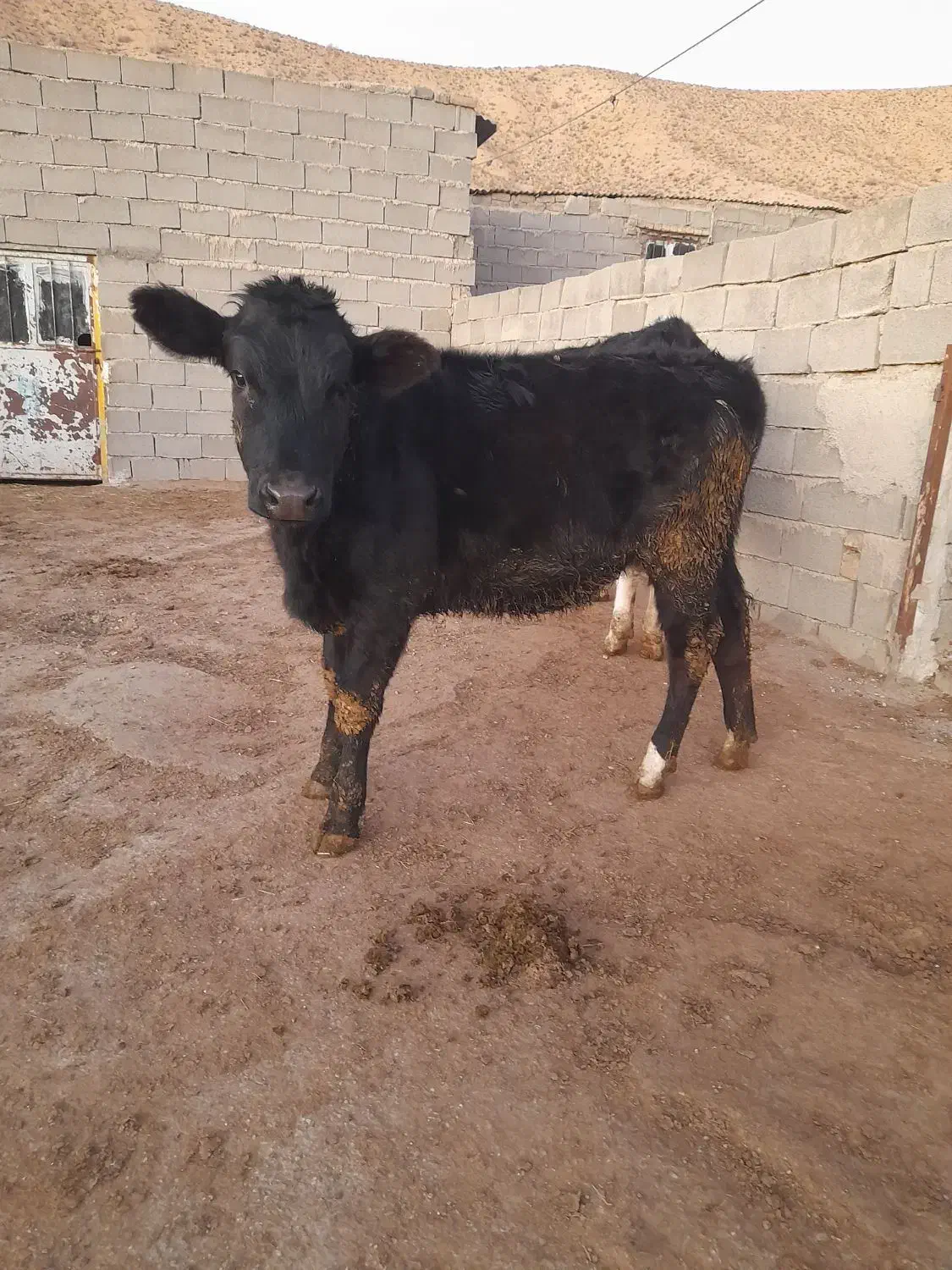 تلیسه گاو گوساله|حیوانات مزرعه|دامغان, |دیوار