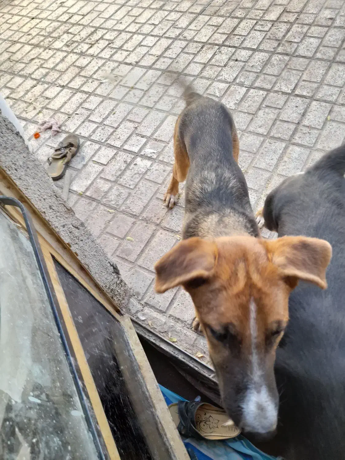 ژرمن|سگ|بیرجند, |دیوار