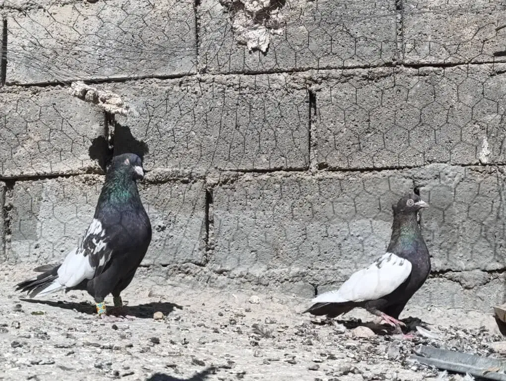 بهبهانی|پرنده|ارژن, |دیوار