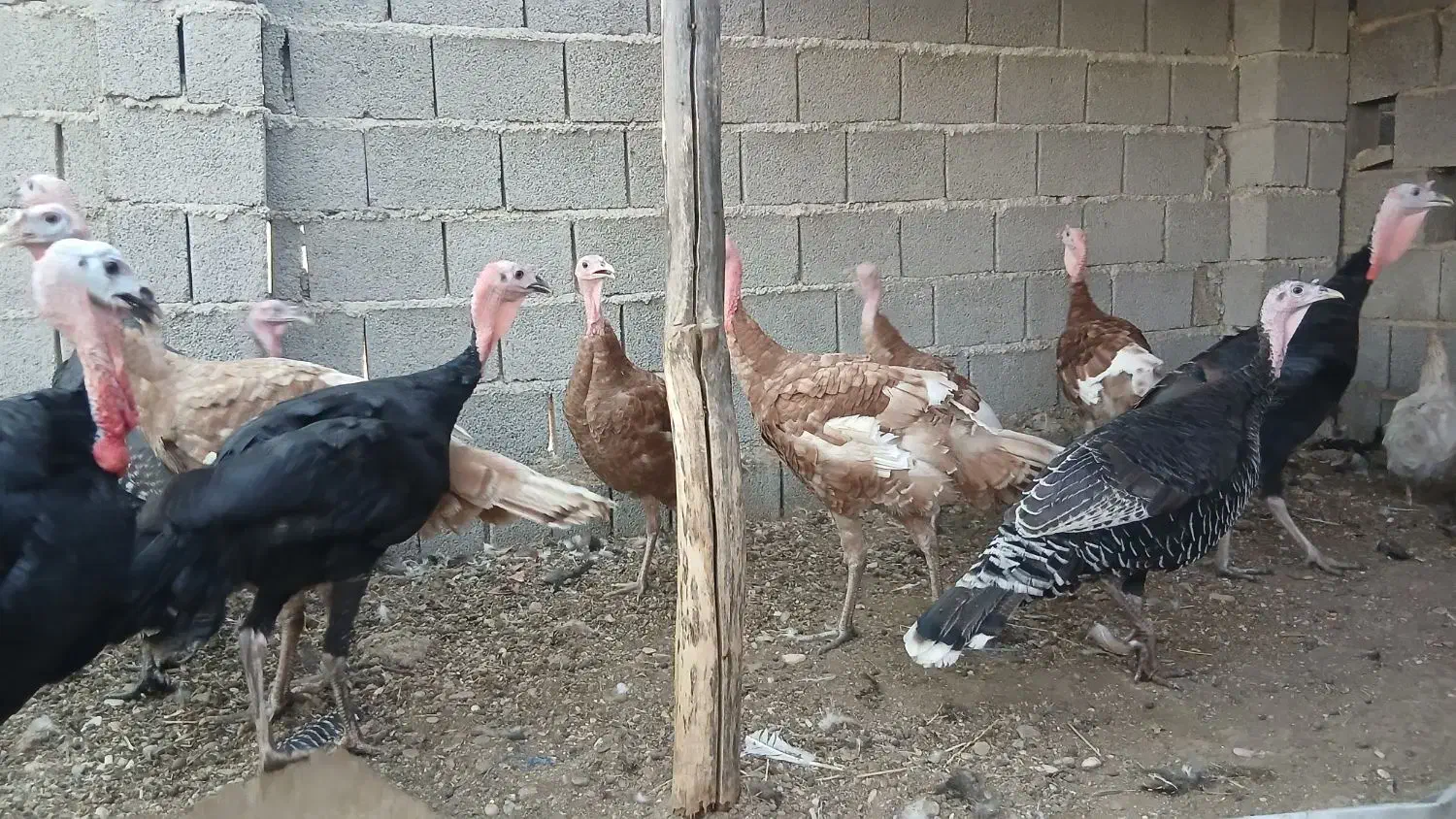 تخم بوقلمون موجود|حیوانات مزرعه|بندر گناوه, |دیوار