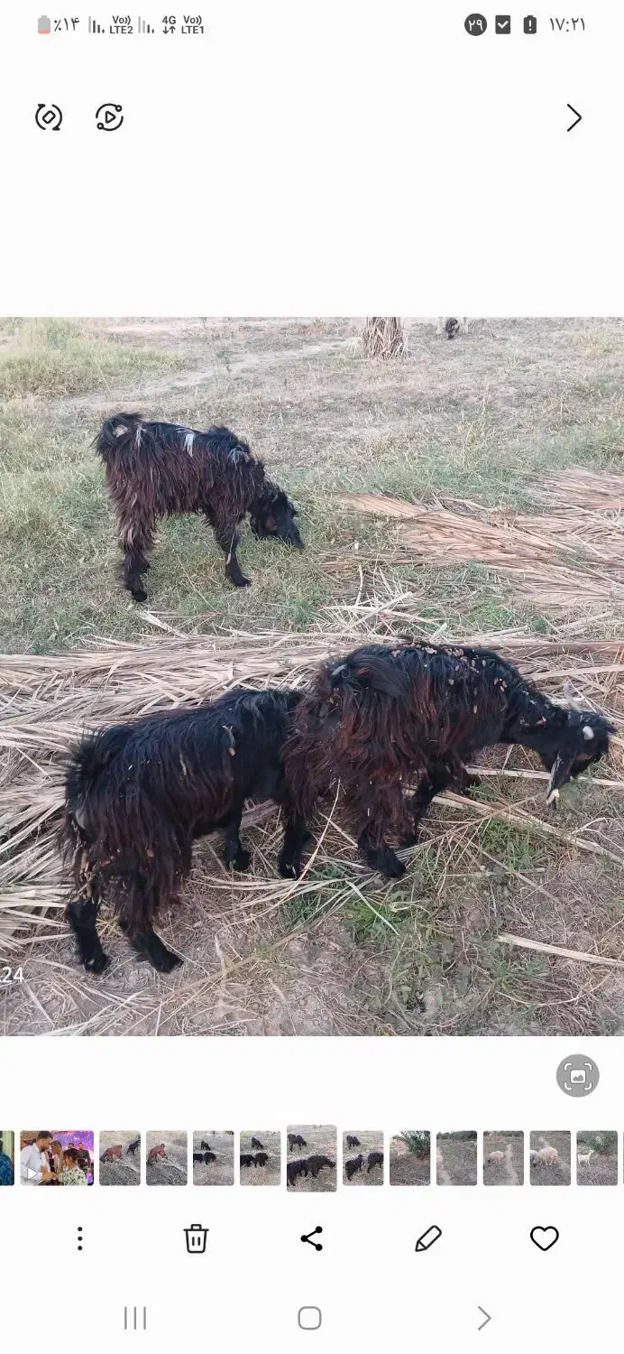 کهره نر چاق|حیوانات مزرعه|جیرفت, |دیوار