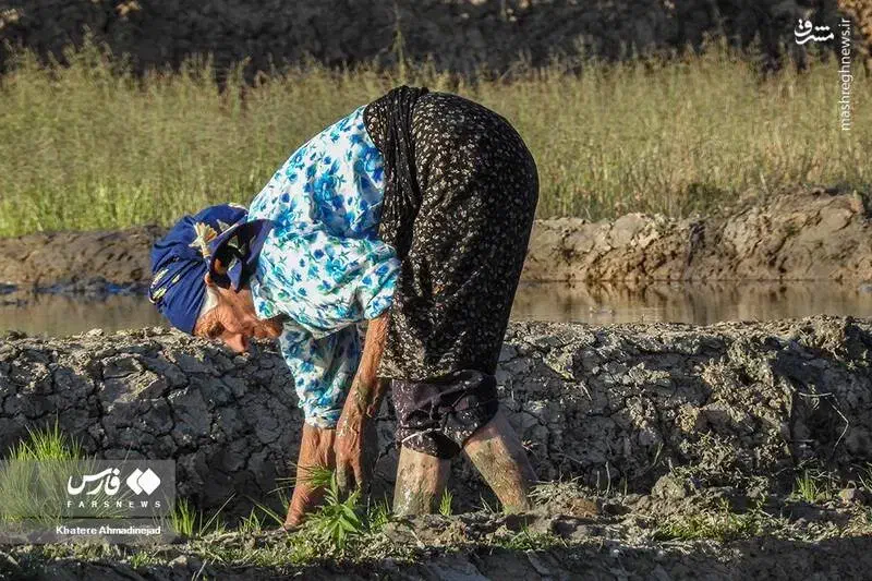 فروش ۲۰ کیلو قیمت ۶۰۰۰۰۰۰ میلیون تومان|خوردنی و آشامیدنی|رشت, آزادگان|دیوار