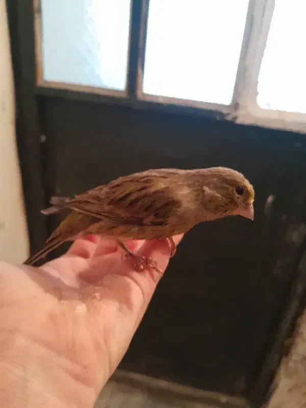 قناری دارچینی|پرنده|قزوین, |دیوار