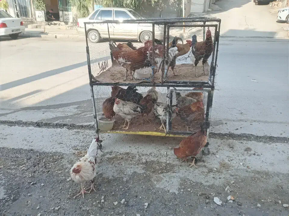 خروس تک وعمده|حیوانات مزرعه|سرپل ذهاب, |دیوار