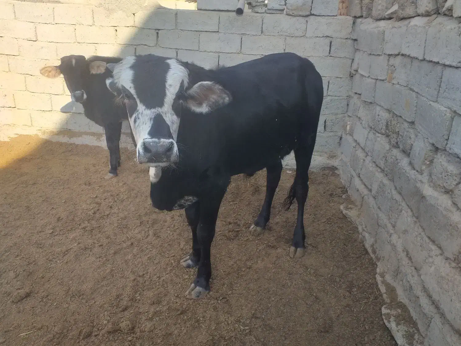گوساله نر نافی و گوساله ماده|حیوانات مزرعه|زهک, |دیوار