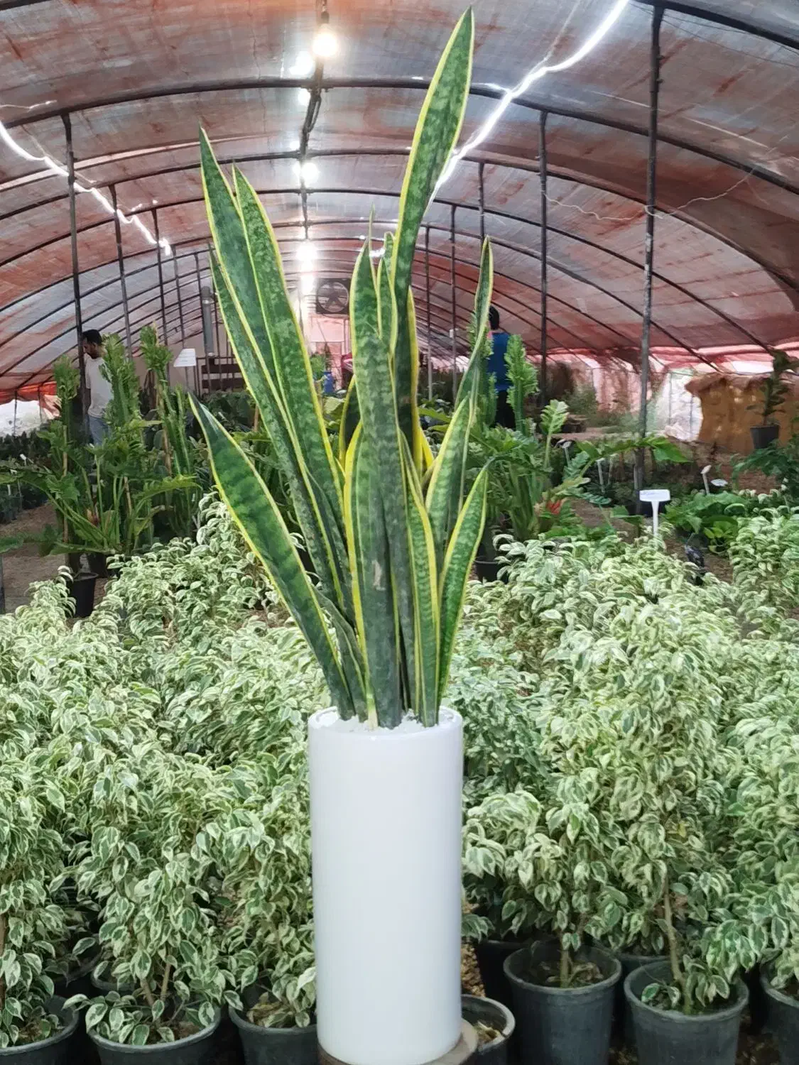 تولید سانسوریا|گل و گیاه طبیعی|اصفهان, زاجان|دیوار