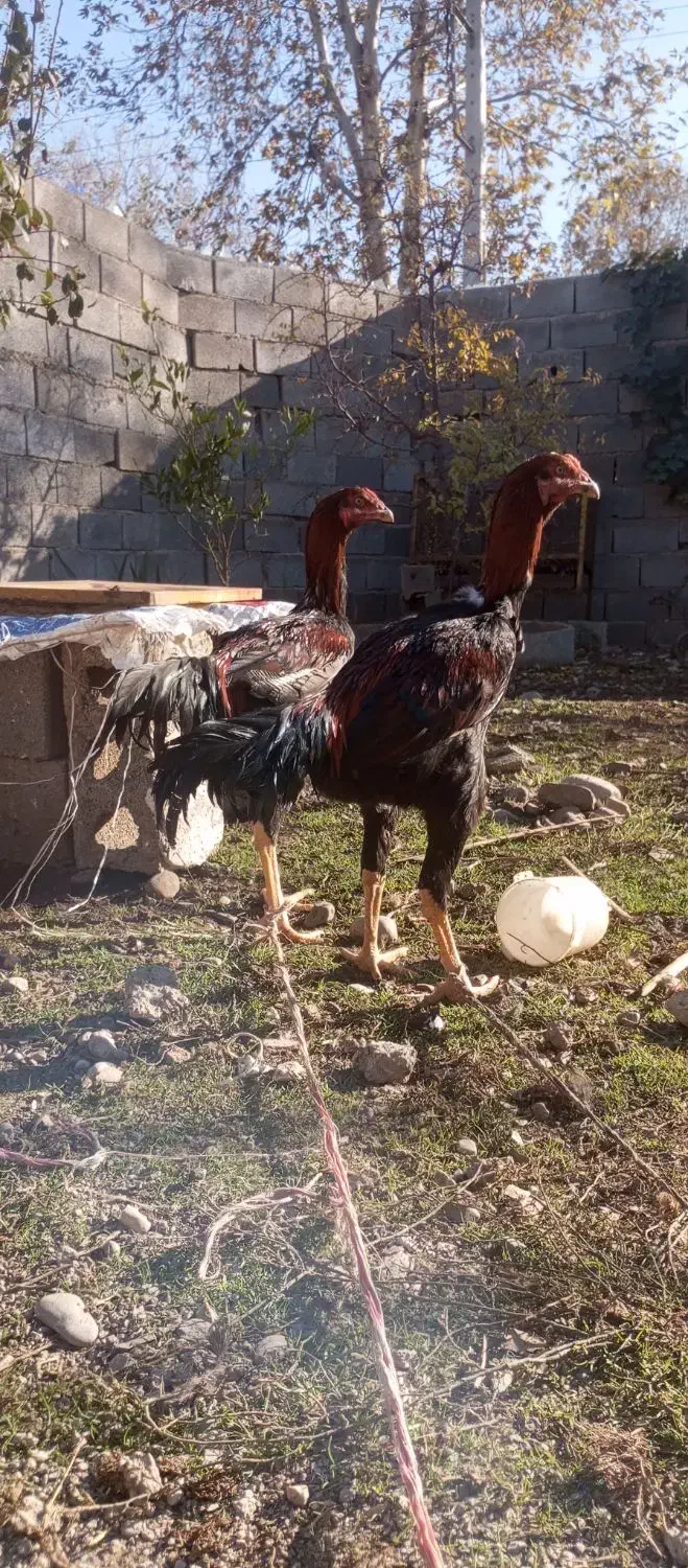 لاری افغان|حیوانات مزرعه|فاضل آباد, |دیوار