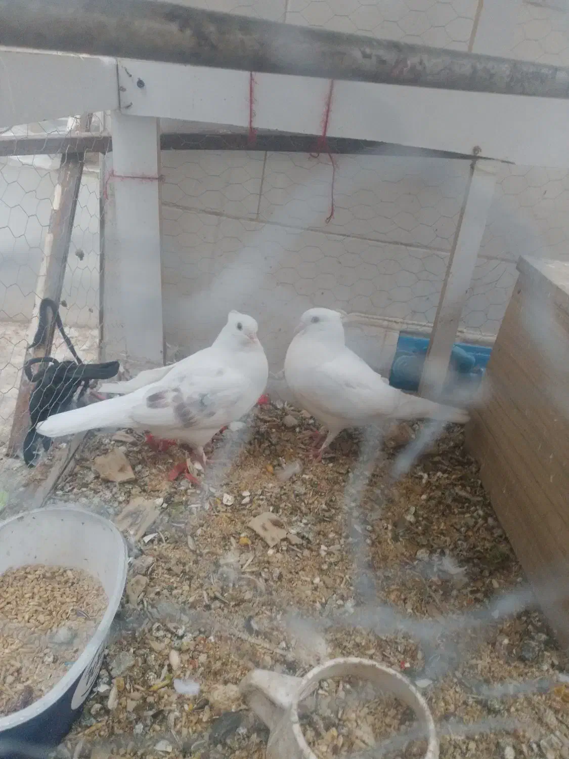 با سلام دوعدد کبوتر جوجه خودم بودند تازه با لق|پرنده|فلاورجان, |دیوار