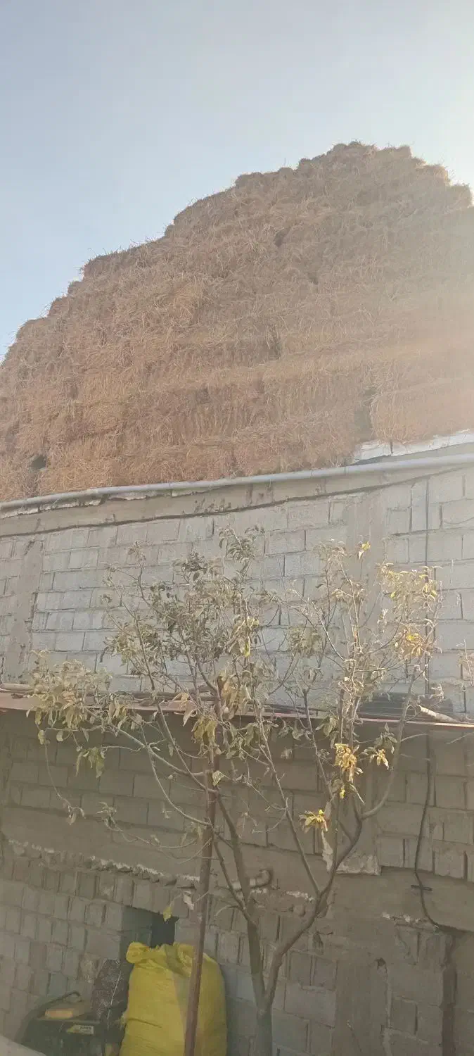 جانبی گوسفند|لوازم جانبی حیوانات|مشگین شهر, |دیوار