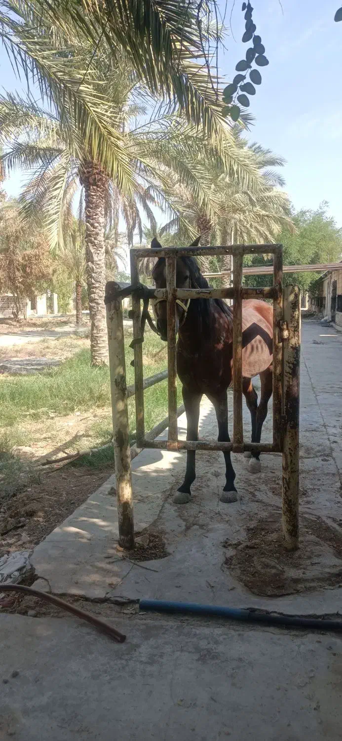 فروش یک راس اسب مادیون نژاد عرب سن سه سال و نیم|اسب و تجهیزات اسب‌سواری|رامهرمز, |دیوار