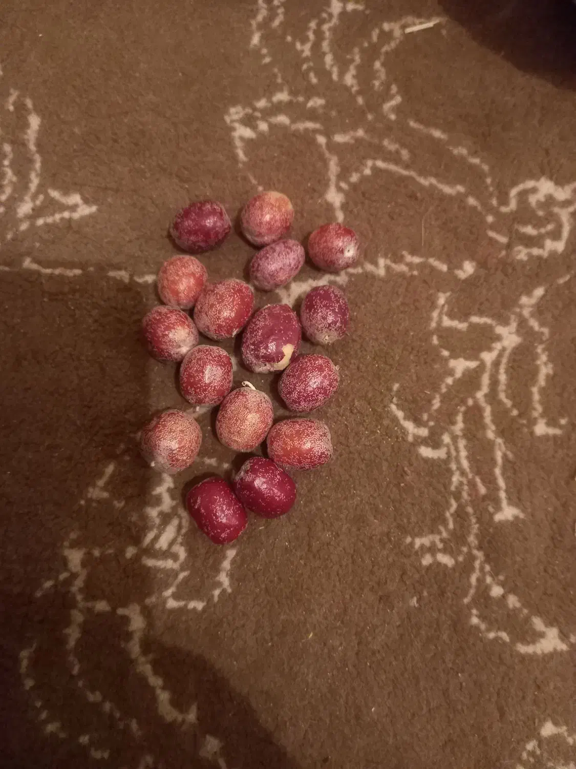 سنجد تازه امسالی|خوردنی و آشامیدنی|بردسیر, |دیوار