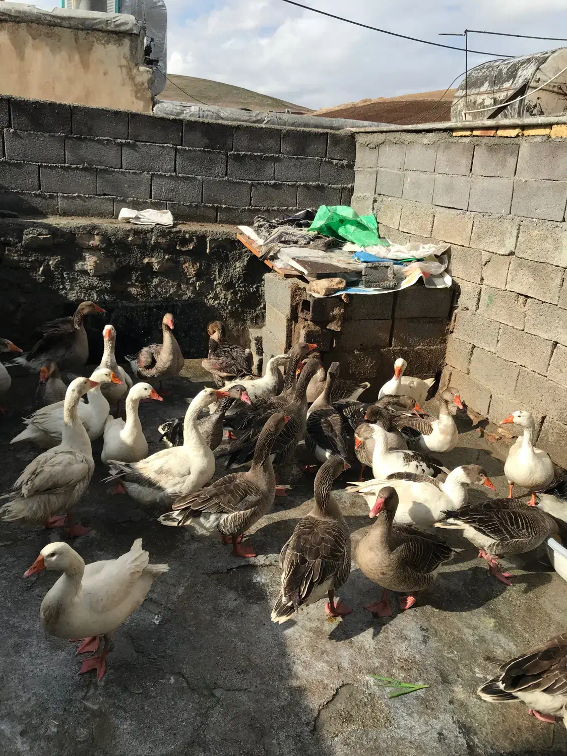 غاز  درجه  یک  درشت|حیوانات مزرعه|جوانرود, |دیوار