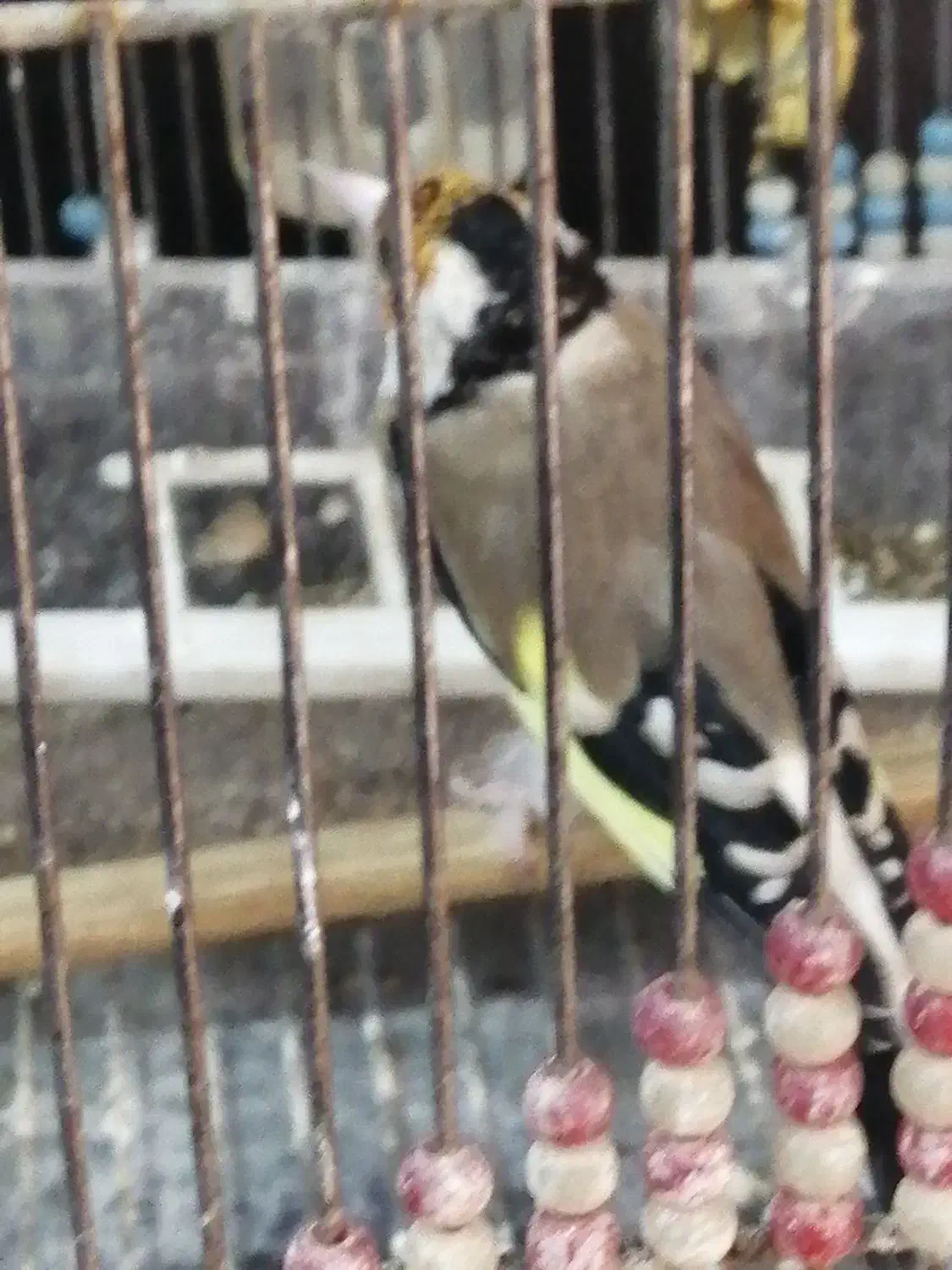 سهره جفتی کلکسیونی|پرنده|شیراز, شهرک جماران|دیوار