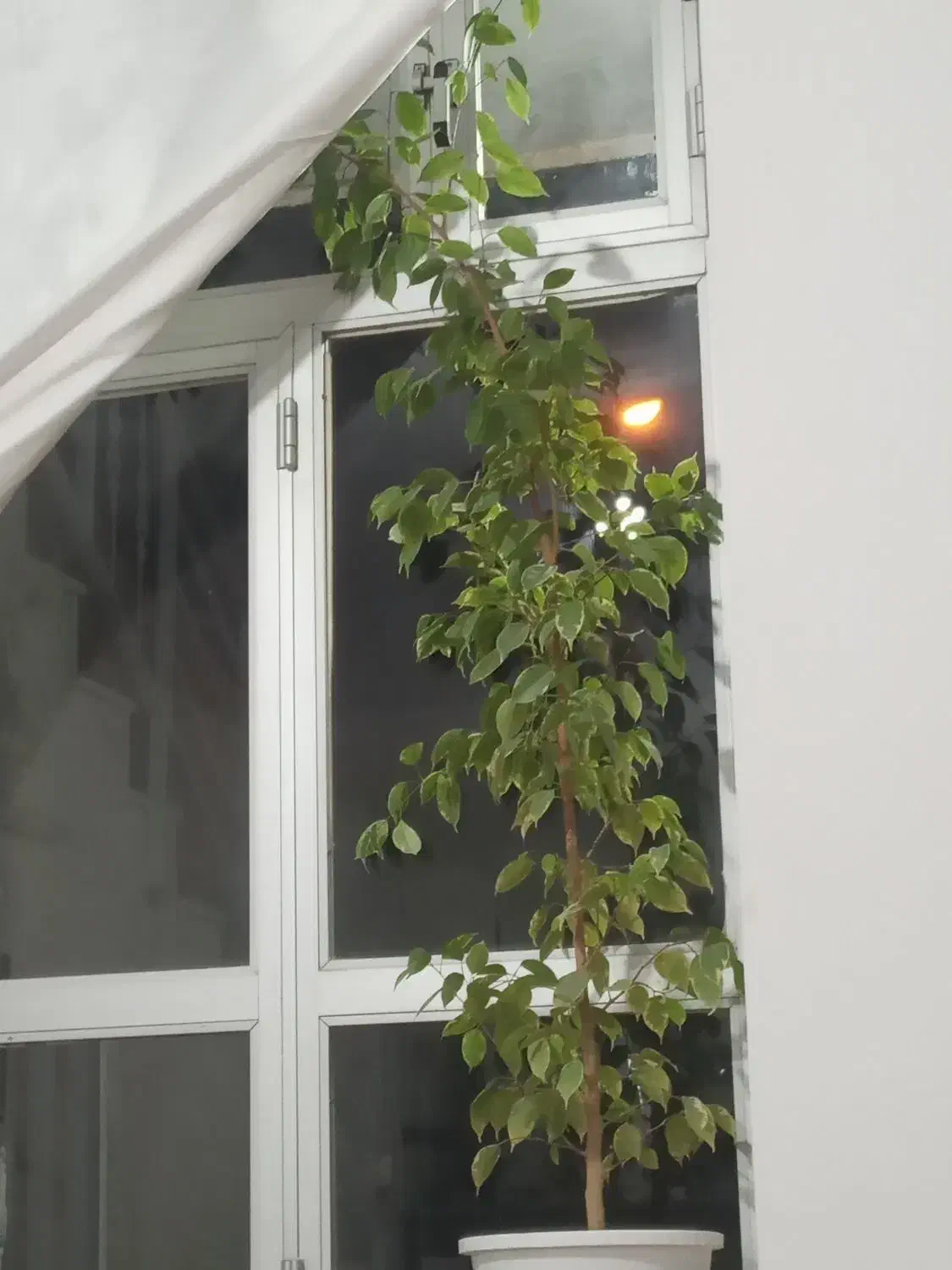 گل بنجامین بلند|گل و گیاه طبیعی|اهر, |دیوار