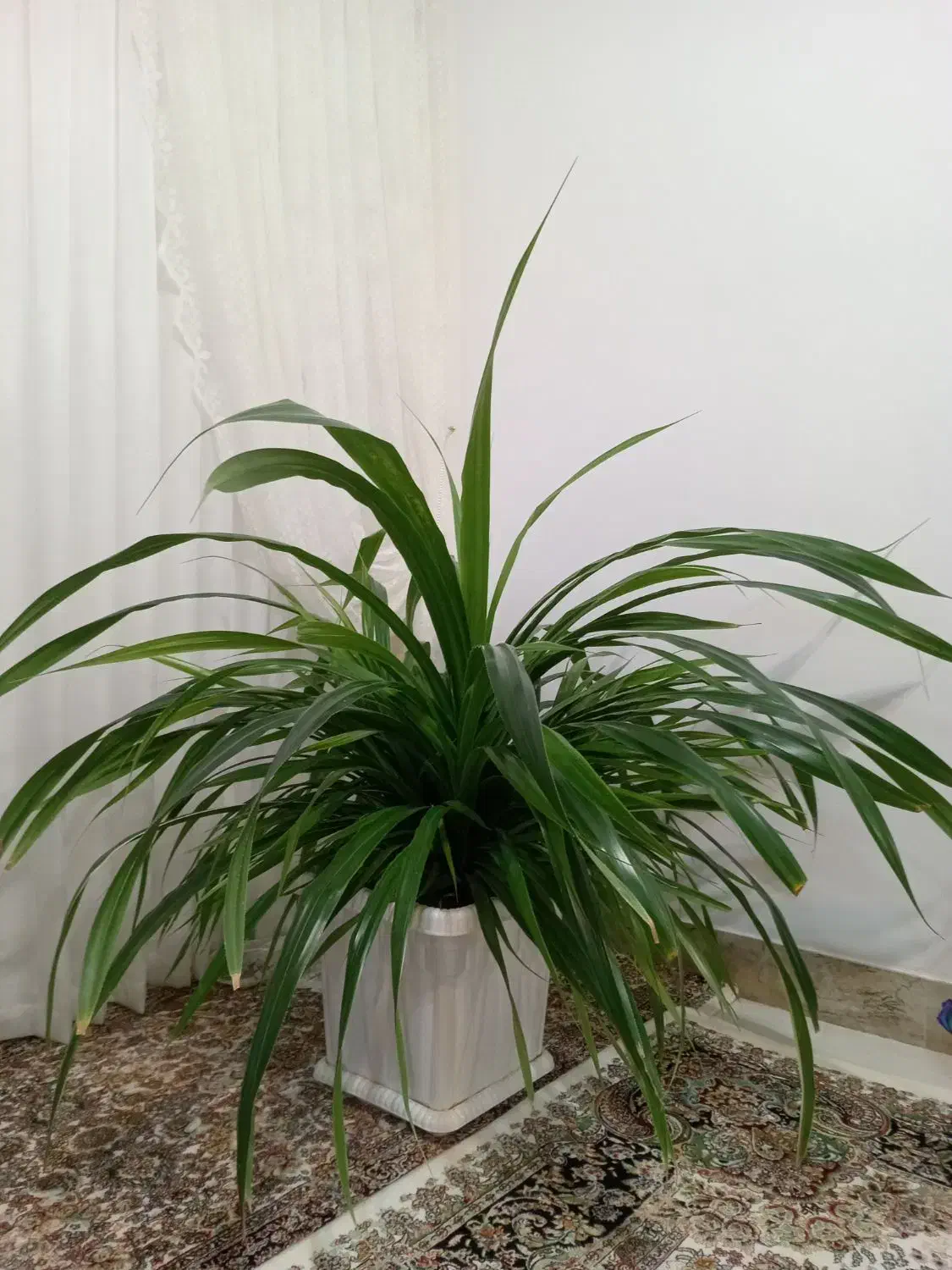 گل پاندانوس|گل و گیاه طبیعی|تربتحیدریه, پائین ولایت|دیوار