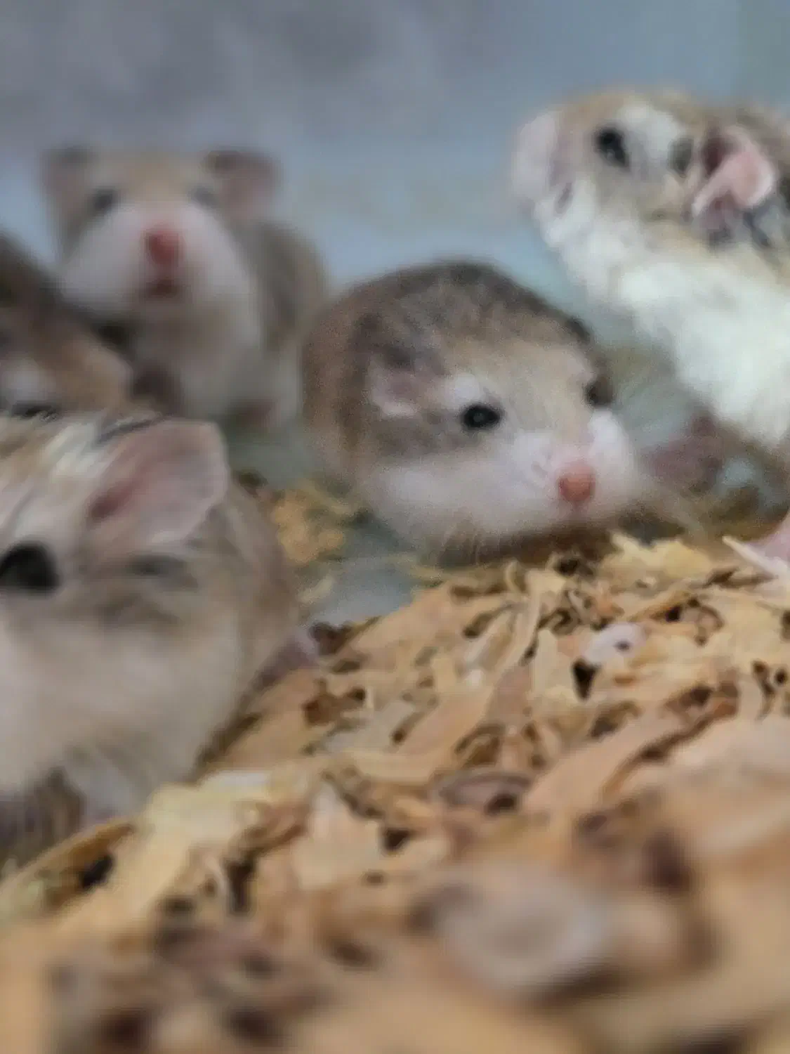 همستر روبروفسکی|موش و خرگوش|تهران, دارآباد|دیوار