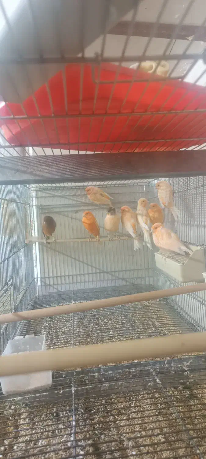 قناری نر و ماده|پرنده|سمنان, |دیوار