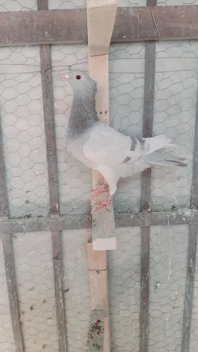 تعدادی کفتر ماده خوشگل|پرنده|کرمان, |دیوار