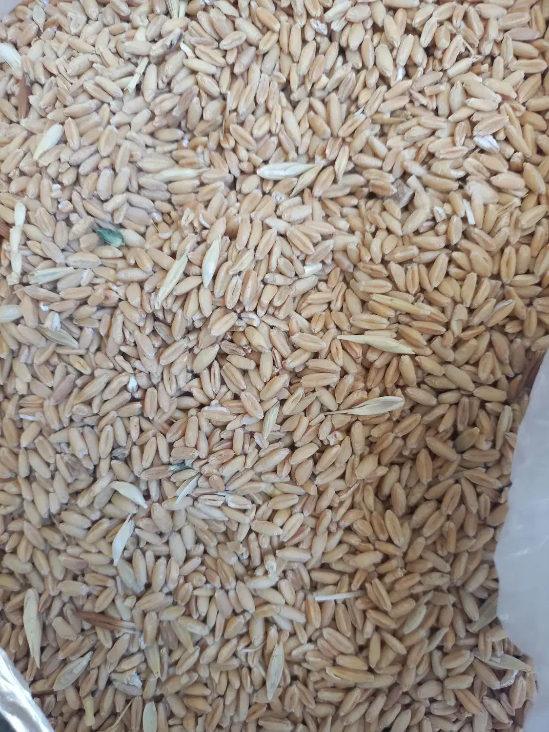 گندم|خدمات باغبانی و درختکاری|چرداول, |دیوار