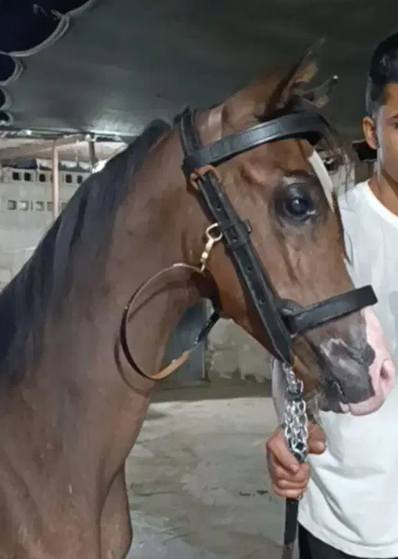 اسب|اسب و تجهیزات اسب‌سواری|شوش, |دیوار